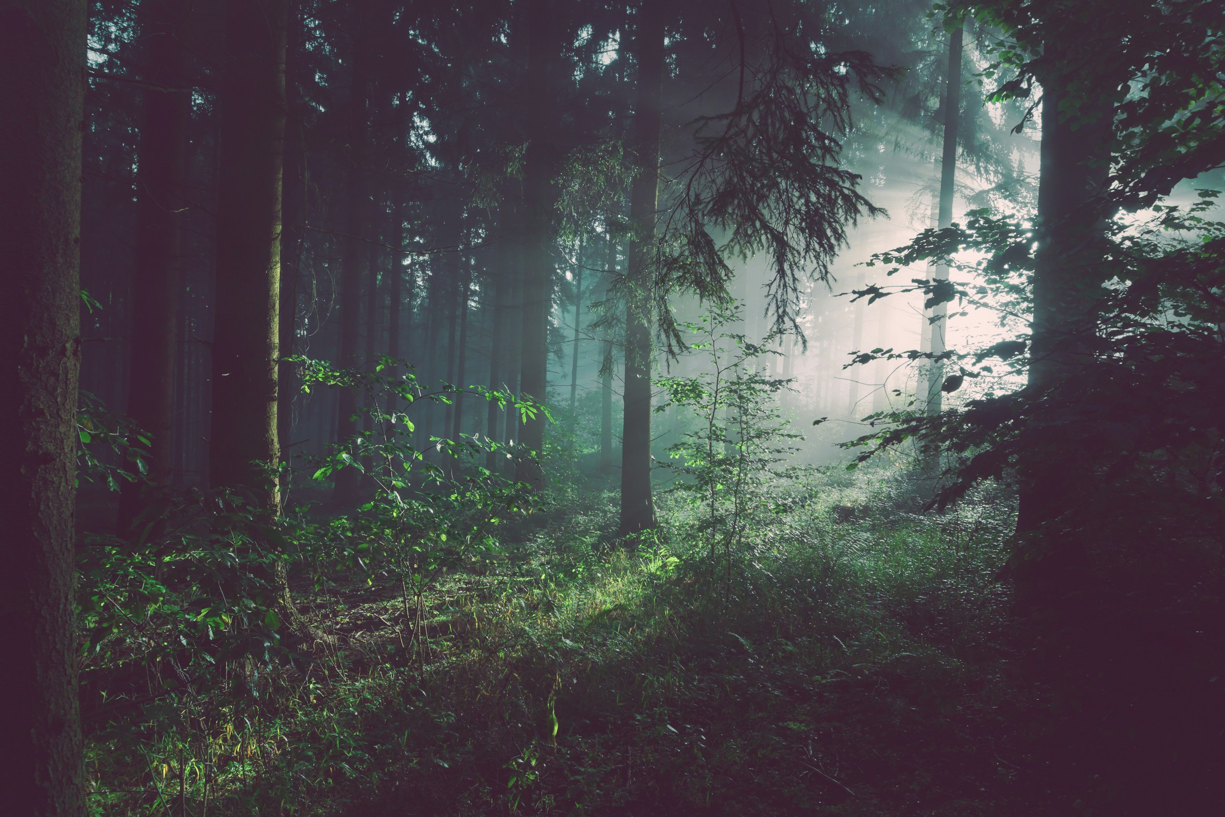 Sunlight filtering through a dense evergreen forest